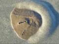 Six Holed Keyhole Urchin Sand Dollar Burial