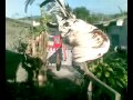 Ayam ketawa bakka dangdut panjang parepare.mp4