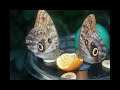 Buterflies - Sulle Ali della Bellezza - Farfalle Buterflies - Sulle Ali della Bellezza - Farfalle