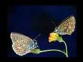Buterflies - Sulle Ali della Bellezza - Farfalle