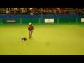 Crufts 2009 Heelwork to music  freestyle with Alena Smolíková