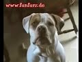 sprechende hunde