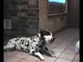 sprechende hunde