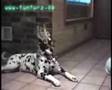 Sprechende Hunde