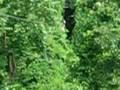 videos de ZiPlining Koh Sumat