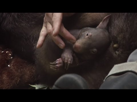 Duisburg: Einziges Wombat-Baby Europas im Zoo Duisbur ...