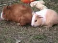 cavy off-springs cavy off-springs