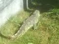 Sujeci�n de cocodrilo