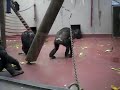 Click here to watch this video adorable baby chimp learning to walk