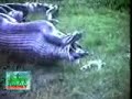 impressionante esse video da sucuri vomitando