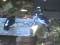A Descent of Woodpeckers