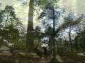 X-Trips - MTB - Dorking UK.mpg