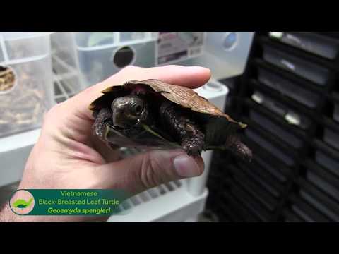 YouTube reptile video