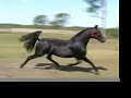 Black PRE Andalusian Mare ~ Jalea D
