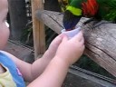 Olivia feeds the birds