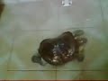 ? ?