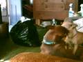 Pippi, Tiki and Carmella 2
