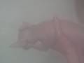 videos de Roxie's bathtime