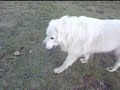 Hundebegegnung mit Herdenschutzhund