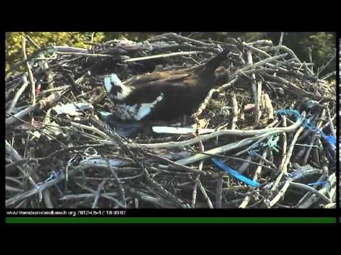 Time Lapse of Osprey Egg Hatching