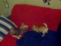 videos de Altea chinese crested dog Minerva chihuahua