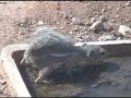 Desert Critters Desert Critters