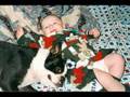 Farewell NikiMcBee the Boston Terrier