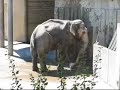 Elephant washing itself....