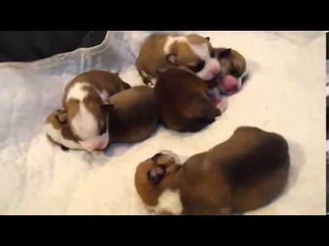Cosmic Corgi Breeding - 9 days Old