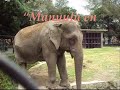 Manyula