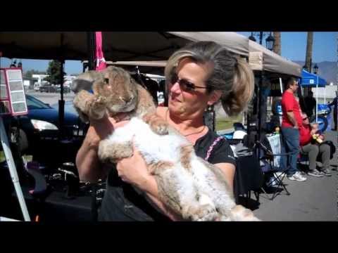 how to care for a flemish giant rabbit