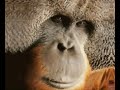 Kiss Me Orangutan