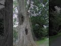 A Second Life: Bender Oak