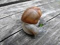 Escargot Sassenage Escargot Sassenage