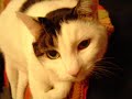dancing cat