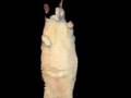 dancing cat