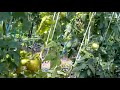 cecilia cortando tomates.mp4
