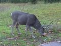 Buck Deer in Yosemite National Park.wmv