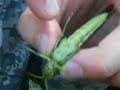 Feeding the banana spider 4