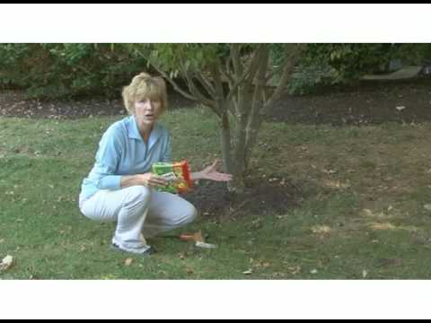 how to fertilize shrubs in the spring
