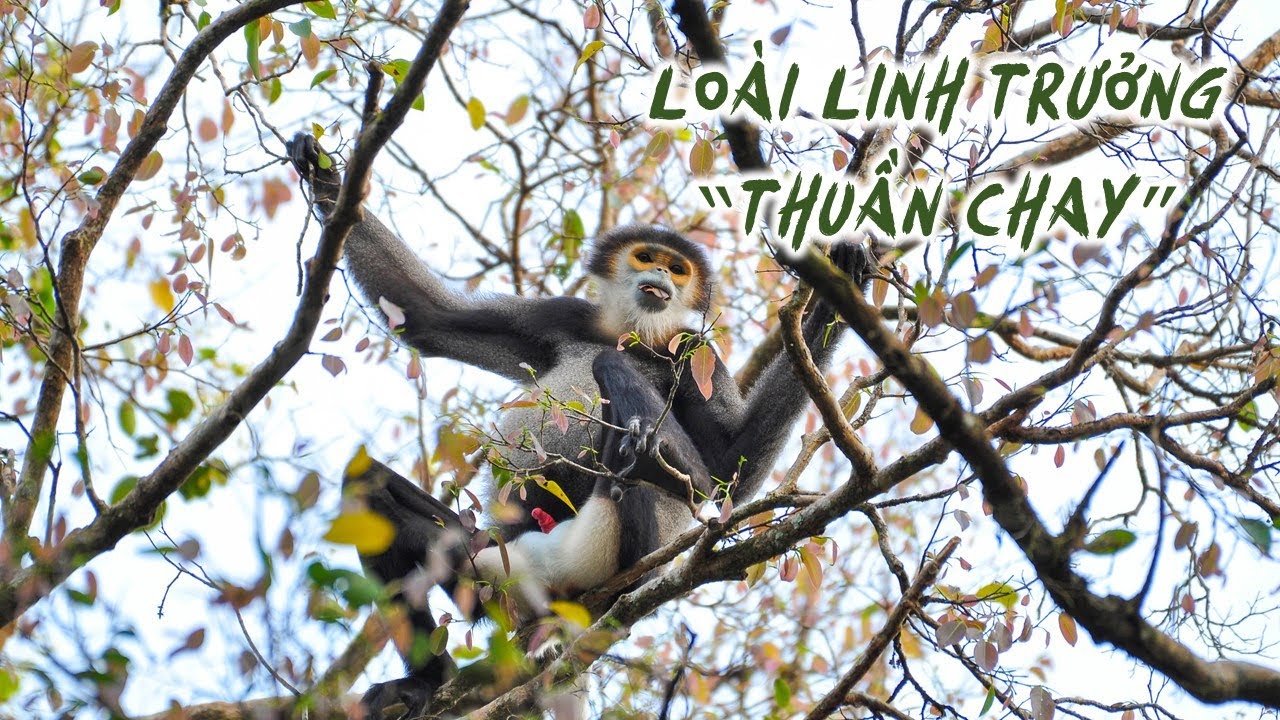 ĐẾN CÁT TIÊN GẶP LOÀI LINH TRƯỞNG THUẦN CHAY | Black-shanked Douc Langur in Cat Tien national park