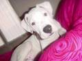 Dogo Argentino video