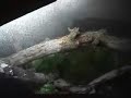 Pet tree frogs ,newts , toads in aqua terrarium set up pt 2 Pet tree frogs ,newts , toads in aqua terrarium set up pt 2