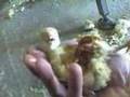 COK Investigation at a North Carolina Turkey Hatchery