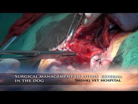 how to treat otitis externa in dogs