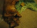 Rambo barking in his sleep