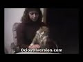 gatos gatos
