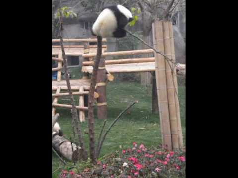 Un oso panda bebe quedó atrapado en un árbol