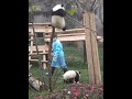 Baby Panda Can’t Find Way Down From Tree