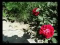 waziristan,song,